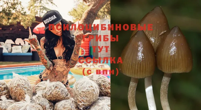 Галлюциногенные грибы Psilocybe  Ульяновск 